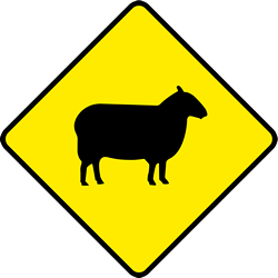 Attention aux moutons sur la route.